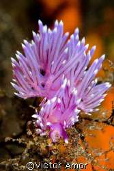 Purple flame by Victor Amor 